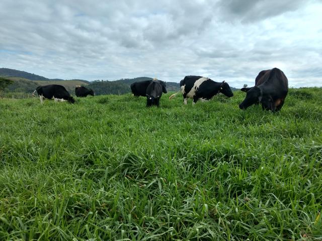 BRS Integra - Foto: LA FALCE, Marcos